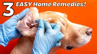 Vet Approved! 👉 Fix Your Dog's Ear Infections & ITCHY Skin