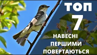 Які птахи прилітають першими навесні. ТОП 7.  Реальне відео птахів в природі.