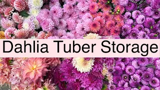 How To Store Dahlia Tubers | PepperHarrow Farm
