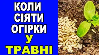 Коли і як сіяти огірки у квітні і травні?