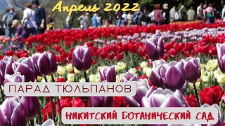 КРЫМ. Парад тюльпанов в Никитском ботсаду. 2022