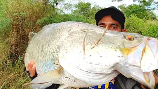 REKOR KAKAP TERBESAR !! Mancing Kakap Putih BESAR di Sungai Kecil