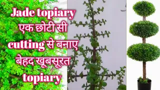 Jade topiary || Topiary बनाने का आसान तरीका ll बिना किसी wire के बनाए jade topiary