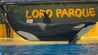 Orca Ocean - April 26, 2023 - Loro Parque, Tenerife Spain