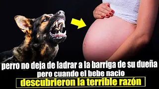 Perro No Dejaba De Ladrar A La Barriga De Su Dueña Embarazada  Luego Se Descubre La Terrible Razón