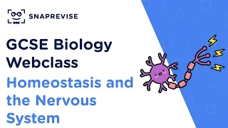 GCSE Biology: Homeostasis and the Nervous System | Revision Webclass