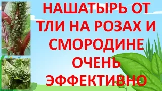 НАШАТЫРНЫЙ СПИРТ ОТ ТЛИ НА РОЗАХ И СМОРОДИНЕ🐛🐜🐞 Нашатырный спирт от вредителей в садоводстве.