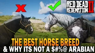 The BEST HORSE Breed In RDR2 And Why It's Not an Arabian - Red Dead Redemption 2 Horses