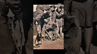 How a Brown Bear Became a Symbol of Courage