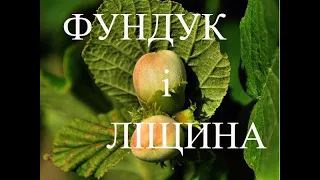 Фундук і ліщина