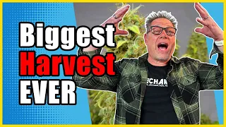 These Three Grow Tips Will Max Out Your Next Cannabis Harvest