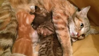 Mother Cat Growling And Protecting Her Kittens In New Home