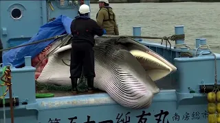 Japan to start hunting fin whales | REUTERS