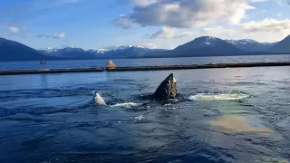 whale at harbor