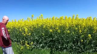 Первая акация, состояние на 30.04.2021 год.