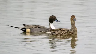 5 January 2023 Slimbridge