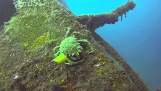 Diving Sao Miguel Azores