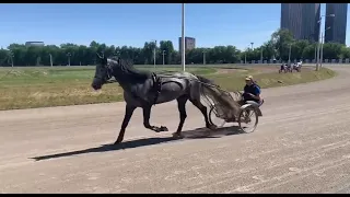 Орловский иноходец, 3 года