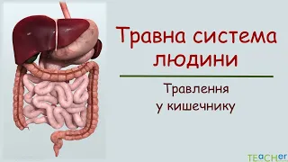 Травна система людини. Травлення у кишечнику.