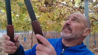 Poda de parra de uvas apirenas ( sin semillas) con un maestro parralero.