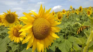 Ранній посев подсолнуха Піонер і Саксон 15.07.2019.