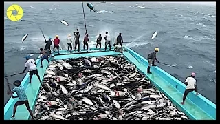 Fast Tuna Fishing Skill, Catching Fish On The Sea