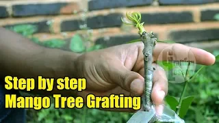 Mango Tree Grafting Step by Step 100% Success