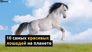 Топ 10 самых красивых лошадей на планете | The 10 Most Beautiful Horse Breeds in the World!