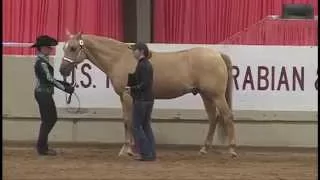 2015 U.S. Arabian Horse Nationals Showmanship Awards