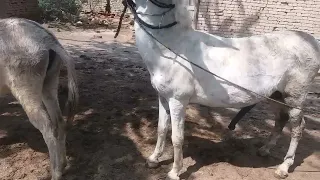 excellent donkey meeting first time