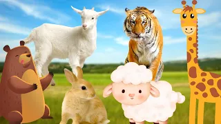 Interesting animals, animal sounds - Cow, dog, sheep, giraffe, rabbit,...