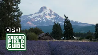 A little bit of lavender paradise | Oregon Field Guide | OPB