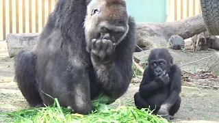 Gorilla⭐️Unfortunately, all of baby Kintaro's first birthday cake was eaten by his mother.【Momotaro】