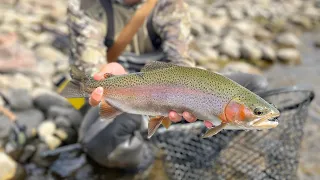 The Rainbow Trout In This River FIGHT SO HARD! (Colorado Fly Fishing)