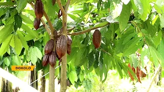 CLAN LEADERS DIVE IN COCOA FARMING TO FIGHT POVERTY