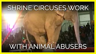 Shrine Circuses Work With Animal Abusers