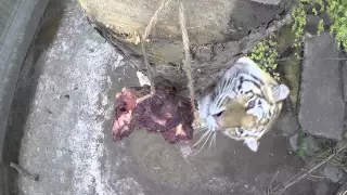 GoPro tigerfodring | Copenhagen Zoo