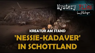 Seltsame Kreatur am Strand: Kadaver von Nessie in Schottland angespült?
