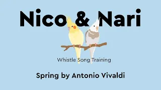 Spring by Antonio Vivaldi, Parrot Whistle Training