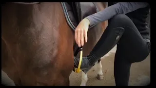 Never Forget You - Equestrian Style
