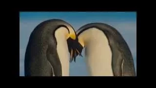 Свадебный танец пингвинов.