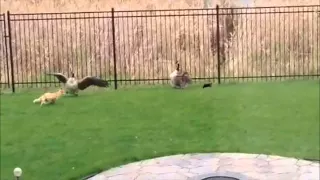 Canadian geese fighting Fox for baby~!加拿大鹅大战黄鼠狼