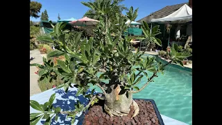 Pachypodium Lealii Bonsai Re-Potting - Episode 26