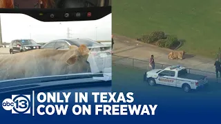 Loose cow may have caused crash on East Freeway