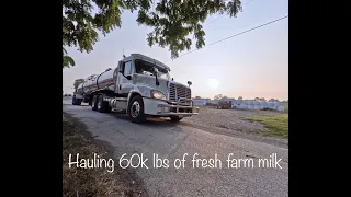 Milk truck driver starts picking up nearly 60k lb load of milk | Daily trucking vlog Part 1 2303