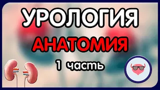 Урология. Лекция 1. Анатомия мочевыделительной системы. Анатомия почек и мочеточников