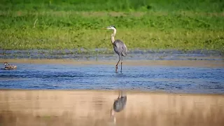 108 Great Blue Heron   Publisher by NCVF