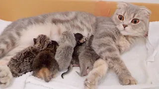 Cat gives birth to 5 kittens with completely different colors and patterns .[Scottish fold]