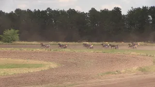 6-й з. Приз им. Воронежского ипподрома. 2й гит. 25.07.2021. ЖиК рыс пор. ст. возр. и р.2017г. 1600х2