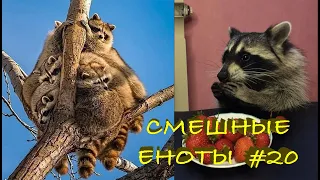 Cмешные ЕНОТЫ #20 / Приколы с ЕНОТАМИ 2021 / Funny Raccoons.